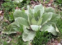 mullein leaves-200x146