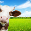 Changing Our Beliefs About Dairy