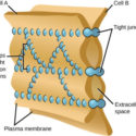 Zonulin, Gluten, Glyphosate And Tight Junctions
