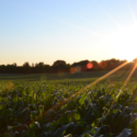 Why Vitamin D Is So Important To Our Health
