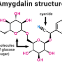 Amygdalin And Laetrile – History And Current Usage