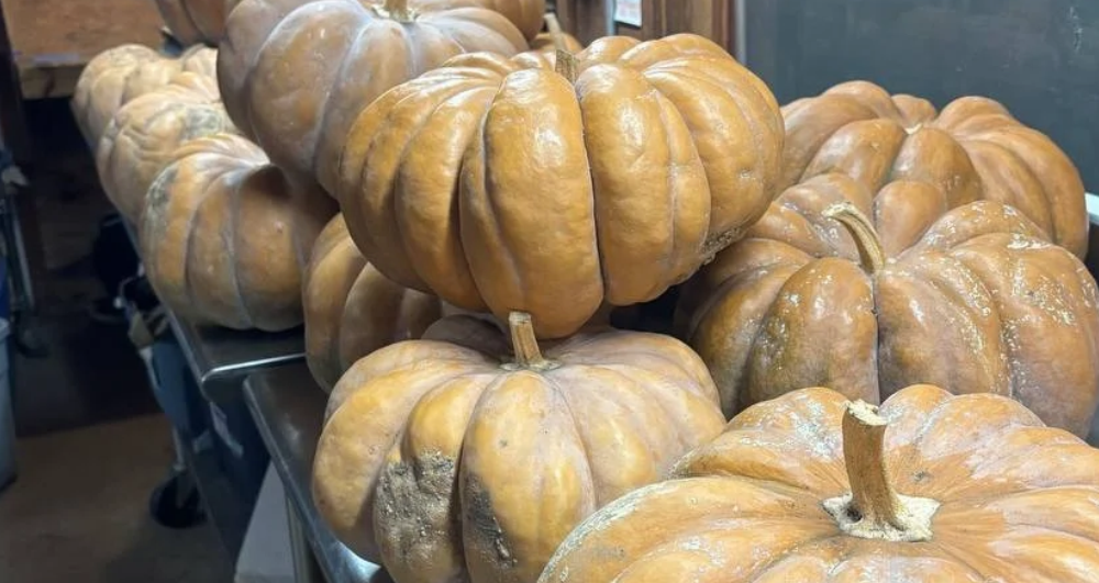 From the field to your soup bowl! Our Fields to Families team gleaned Musquée de Provence pumpkins from Freed Seed Federation to share with our community. It inspired us to share this easy roasted pumpkin soup recipe.